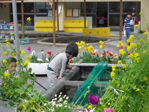 IMGP0042菜の花のそばでコイに餌やり