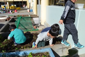 DSC_4247　11月　土おこしで虫探し　年中１