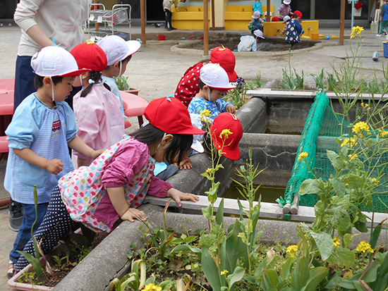 春。菜の花が咲く池を覗き込む子どもたち。コイや金魚がいます