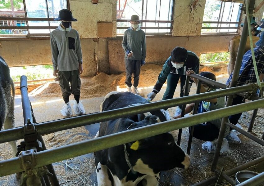 畜産実習：牛のブラッシング